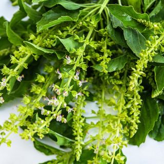 A close-up macro view showing the flowers and leaves of Thai Holy Kaprao Basil.