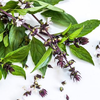 A macro close-up view of Thai Sweet Basil on a white background.