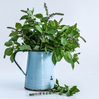 Blue Spice Basil in a blue water jug on a light background.         