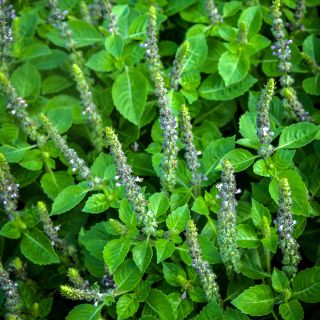 Blue Spice Basil blooming and growing in the gardens at Baker Creek.