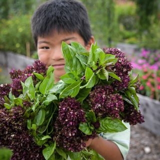 Cyan holding large bouquet of Cardinal Basil