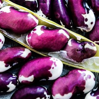 A macro cloe-up view of 1500 Year Old Cave Beans.