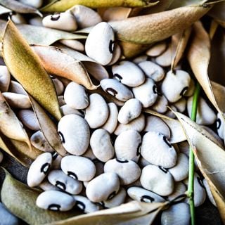 A close-up of Alabama Blackeyed Butterbean Lima Beans with hulls.