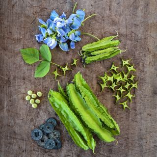 Sliced and whole Urizun Japanese Winged Beans with blue blooms on a wooden background.