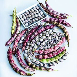 Autumn Zebra Beans and pods arranged on a white background.