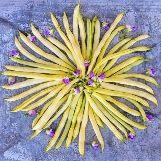 An overhead view of a circle of Beurre De Rocquencourt Beans on a rustic metal background.