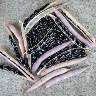 Black Turtle Beans with light pink pods arranged on a stone background.