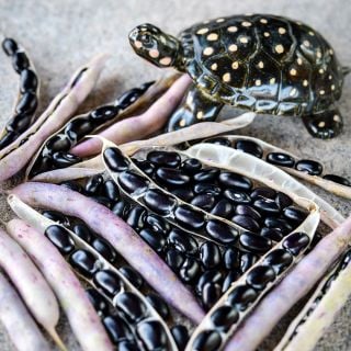 Black Turtle Beans with a ceramic turtle on a stone background.