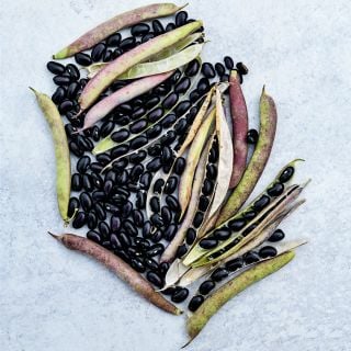 Black Turtle Beans arranged with pods on a light background.