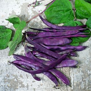 Blauhilde Beans with foliage on weathered wooden background.