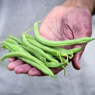 A gardener holding freshly picked Blue Lake Bush 274 Beans in the Baker Creek gardens.