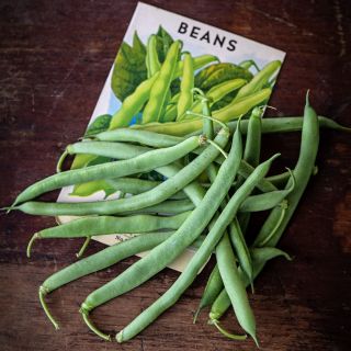 Blue Lake Bush 274 Beans with a vintage bean seed packet on a wooden background.