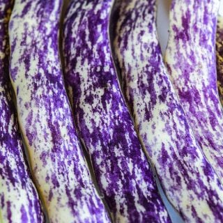 A close-up macro view of the detail in the Dragon Tongue Beans.