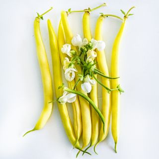 Seven Golden Butterwax Beans with delicate white blooms on white background.