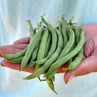 A gardener holding a handful of freshly picked Jade Bush Beans.