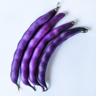 Four Purple Dove Bush Beans in a row on a white background.