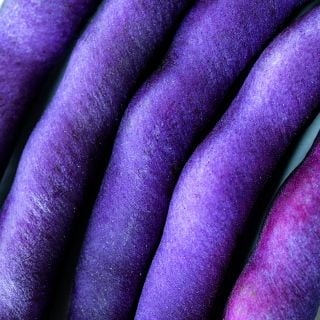 An extreme macro close-up of Purple Dove Bush Beans.