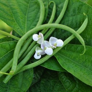 Freshly picked Calima Beans with delicate blooms on bed of bean foliage.