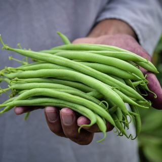 Gardener holding a handful of freshly picked Calima Beans.