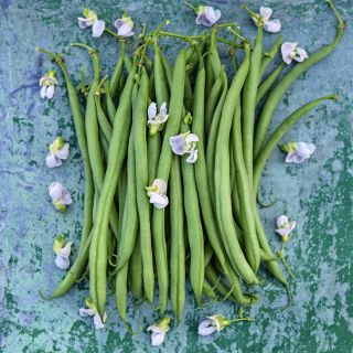 Calima Beans on metal background with blooms.