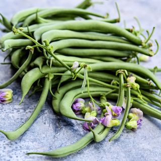 Contender Beans with blooms on a weathered metal surface.