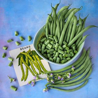Chopped and whole Contender Beans in a bowl surrounded by beans and a vintage seed packet on blue.