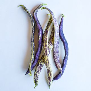 A half dozen Dragon Tongue Beans arranged on a white background.