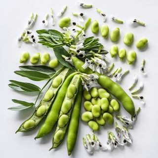 Broad Windsor Fava Beans arranged with flowers and foliage on a white background.