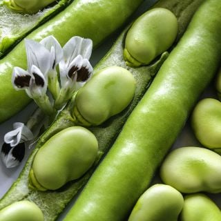 A close-up macro detail of Broad Windsor Fava Beans with blooms.