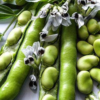 A close-up view of Broad Windsor Fava Beans with blooms.