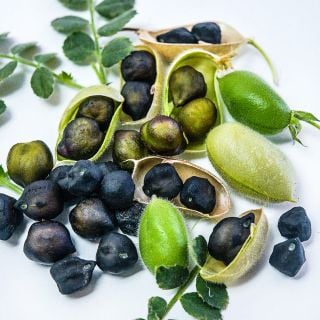 A close-up detailed macro view of Kabouli Black Garbanzo Beans on a white background.