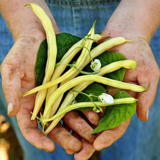 A gardener holding some freshly picked Golden Butterwax Beans with leaves and blooms.
