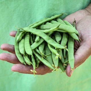 A gardener holding freshly harvested Greasy Grits Beans in the garden at Baker Creek.