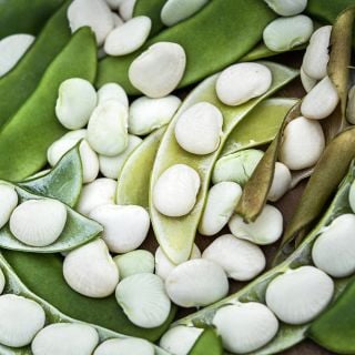 A bunch of freshly picked Henderson's Bush Lima Beans in pods.