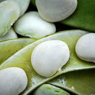 Super macro view of Henderson's Bush Lima beans in their pods. 
