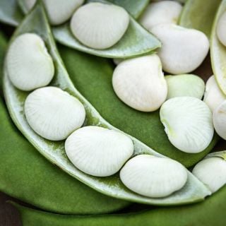 Close-up detail of Henderson's Bush Lima beans snuggled in their pods. 