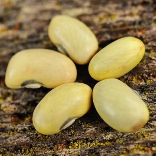 A macro close-up of five Hutterite Soup Bush Beans on a wooden background.