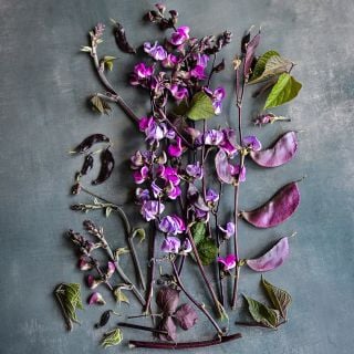 Moonshadow Hyacinth Bean stems covered in blooms and beans on faded grey background.