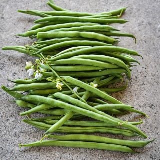 Jade Bush Beans piled on a stone background.