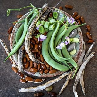 Landreth Stringless Beans at various stages of maturity arranged on a ceramic plate with blooms and dried beans.