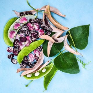 An arrangement of pods and Christmas Pole Lima Beans with foliage on a light blue background.