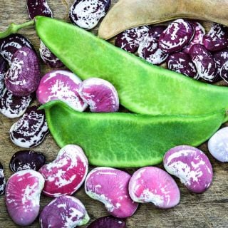 A close-up view of Christmas Pole Lima Bean pods and beans.
