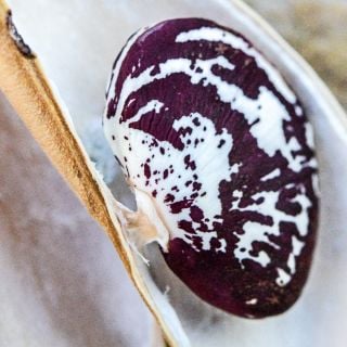 A close-up micro view of single Christmas Pole Lima Bean in a dried pod.