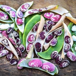 Christmas Pole Lima Bean pods and beans in a variety of stages of maturity.