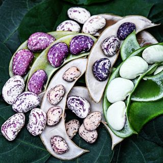 Kurzer's Calico Traveler Lima Beans on the half shell arranged on a bed of leaves.