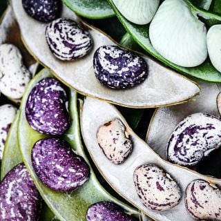 Macro view of Kurzer's Calico Traveler Lima Beans in the pods at various stages of maturity.