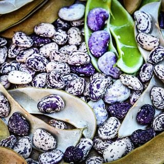 Fresh picked Kurzer's Calico Traveler Lima Beans at a variety of maturity stages with pods.