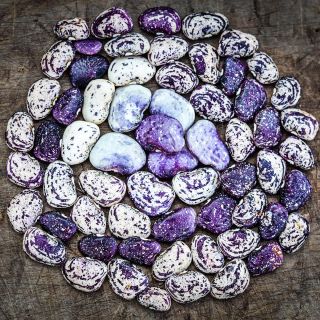 Kurzer's Calico Traveler Lima Beans arranged in circle on a wooden background.