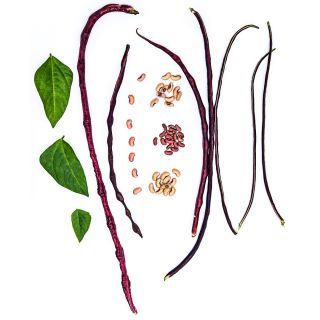 Chinese Red Noodle Long Beans in a variety of maturity stages arranged on a white background.