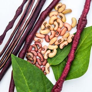 A close-up view of Chinese Red Noodle Long Beans with foliage.